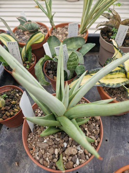 Sansevieria kaufen  seltene Arten und exklusive Raritten - Bromelien-  und Rarittengrtnerei Mnchen