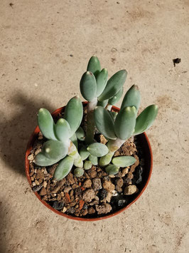 Pachyphytum hookeri "Villa Zaragoza"