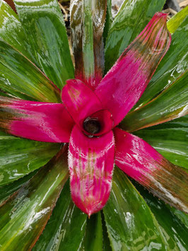 Neoregelia #9