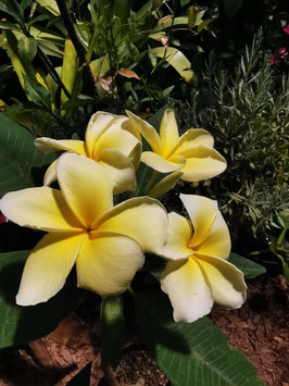 Plumeria #1