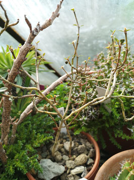 Euphorbia bemarahaensis