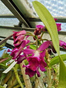 Cattleya "Tristar Bouquet"