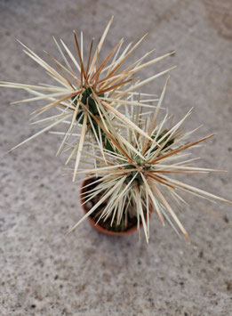 Cylindropuntia imbricata ssp. rosea