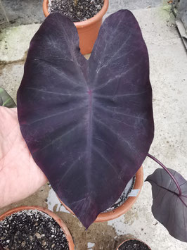 Colocasia esculenta "Purana"