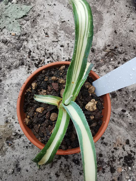 Agave ingens (?!) mediopicta