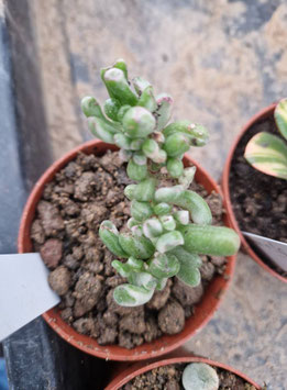 Crassula ovata "Gollum" variegata #2
