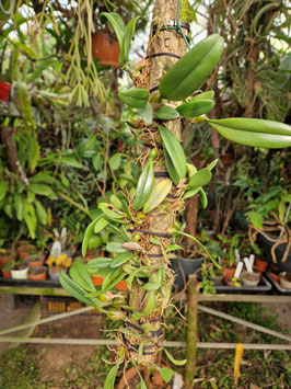 Bulbophyllum sikkimense
