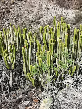 Euphorbia canariensis