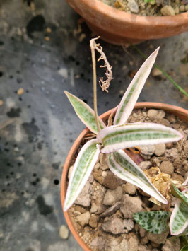 Ledebouria socialis variegata