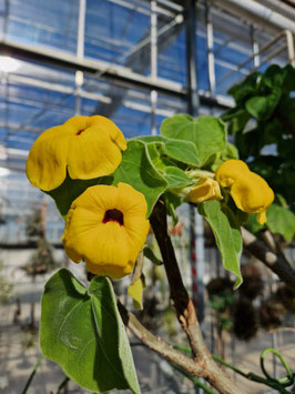 Uncarina grandidieri