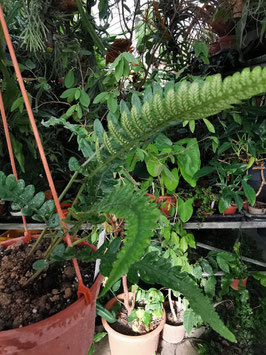 Deparia tomitaroana