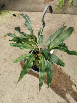 Pyrrosia porosa