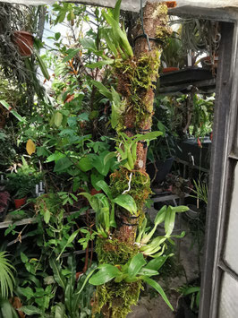 Epidendrum brassavolae