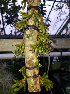 Tillandsia minutiflora (T. bryoides)