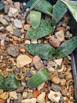Lachenalia pusilla