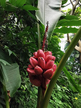 Musa velutina