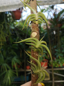 Tillandsia gilliesii ssp. polysticha
