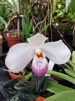 Paphiopedilum delenatii