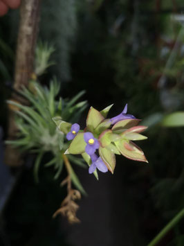 Tillandsia neglecta var. rubra