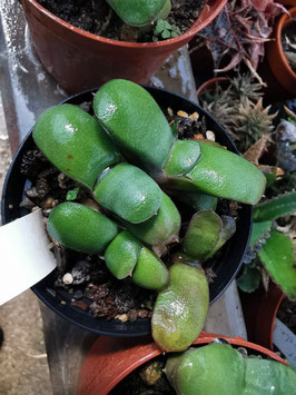 Gasteria glomerata
