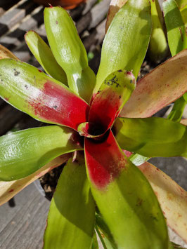 Neoregelia "Ajax"?