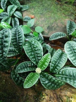 Psychotria ankasensis