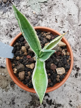 Agave cordillerensis variegata