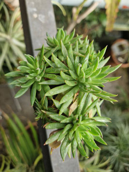 Echeveria calderoniae "Santa Barbara"