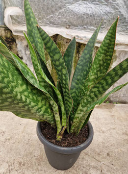 Sansevieria "Jaboa"