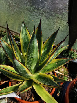 Agave "Sunglow"