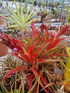 Aechmea recurvata