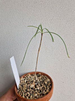 Euphorbia hedyotoides