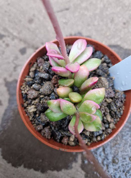 Anacampseros rufescens "Sunrise"