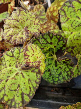 Begonia "Lime Fever"