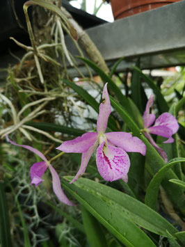x Brassocattleya "Mai Kai"