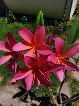 Plumeria #2