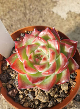 Echeveria "Fire Pillar"