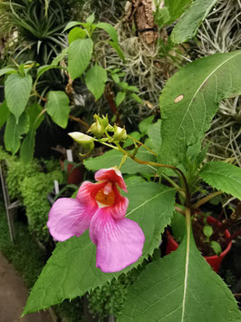 Impatiens flanaganae