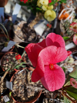 Euphorbia milii "Approve"