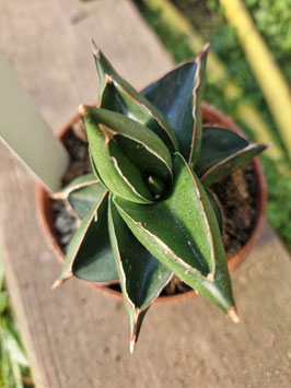 Sansevieria "Konichiwa"