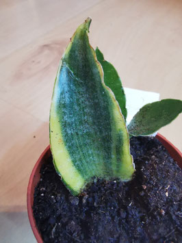 Sansevieria "Gabriella variegata"