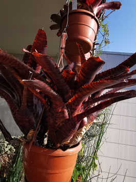 Neoregelia "Tunisia"