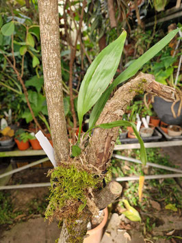 Stanhopea radiosa