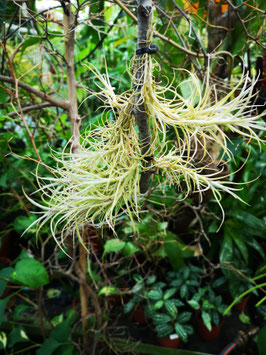 Tillandsia marconae