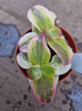 Crassula multicava variegata