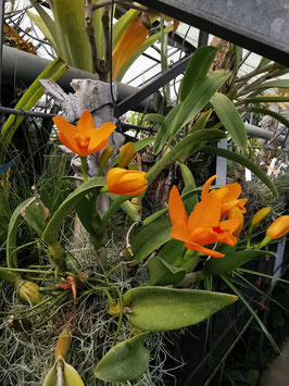 Cattleya (Guarianthe) aurantiaca
