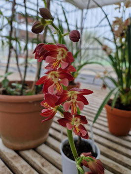 Calanthe "Red Sunset"