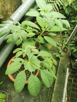 Brassaiopsis mitis