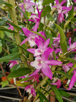 Dendrobium "Rainbow Dance"