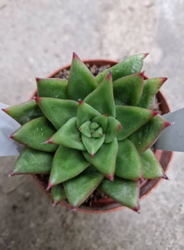 Echeveria "Pluto Galaxy"